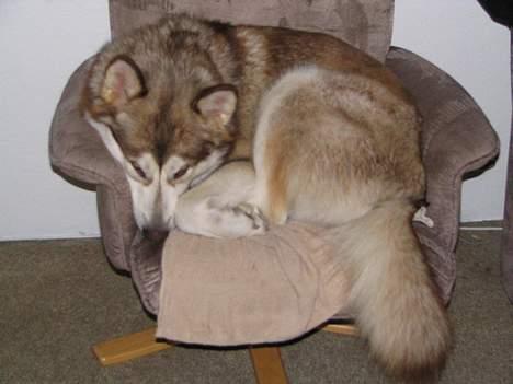 Alaskan malamute denali sunrise kald: desi - dejligt med en lænestol.. billede 7