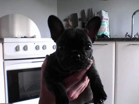 Fransk bulldog Etna - Her er jeg lige kommet hjem til min nye mor og far... 8 uger billede 2