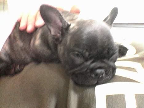 Fransk bulldog Etna - Det er hårdt at være en stjerne..... billede 3