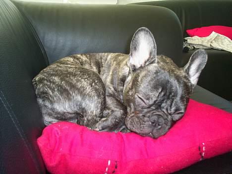 Fransk bulldog Etna - zzzzz.... prut, snork, smask.... billede 4