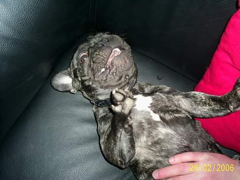 Fransk bulldog Etna - ha ha ha ha.... den var go´ billede 5