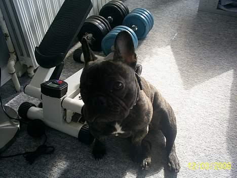 Fransk bulldog Etna - pyyyyy det var en hård træning billede 6