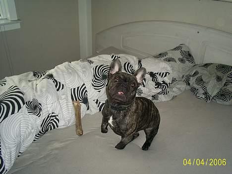 Fransk bulldog Etna - jo jeg må gerne spise ben i sengen.... please  billede 7