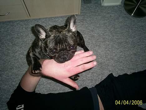 Fransk bulldog Etna - ggrrrr jeg er meget farlig billede 8