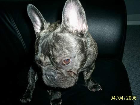 Fransk bulldog Etna - nej altså... skal i nu tage billeder igen? billede 9