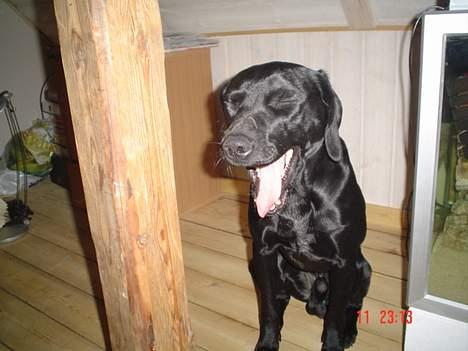 Blanding af racer Boogie  - Boogie: "Aha Hu Hu.. HiHi.. Muuuaaahhhhhaaaaa... Max du er sjov" billede 12