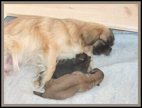 Tibetansk spaniel Khyi-mo’s Cilpa Sa-Wa - Cille med hendes hvalpe billede 6