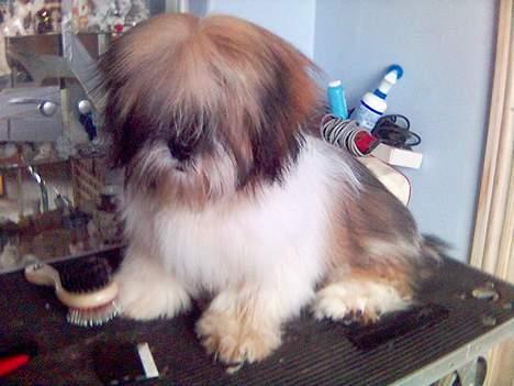 Lhasa apso kascha billede 12