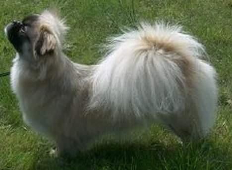 Tibetansk spaniel Khyi-mo’s Cilpa Sa-Wa billede 7