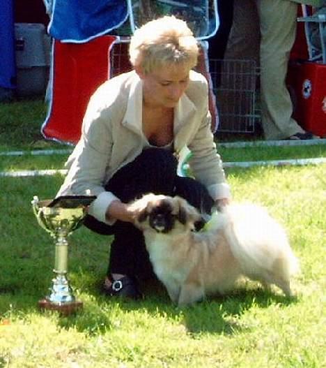 Tibetansk spaniel Khyi-mo’s Cilpa Sa-Wa - Den dag hun blev Dansk champion. billede 8
