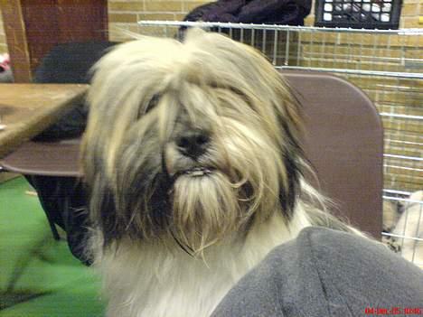 Lhasa apso kascha billede 13
