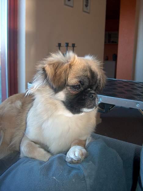 Tibetansk spaniel Khyi-mo’s Cilpa Sa-Wa billede 9