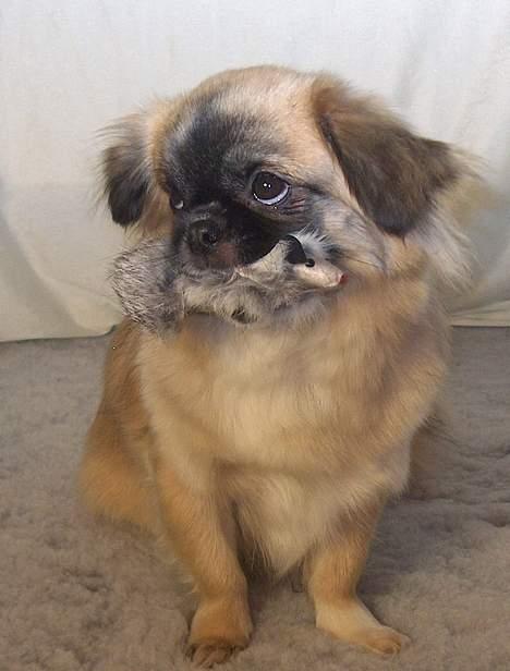 Tibetansk spaniel Khyi-mo’s Cilpa Sa-Wa - Det er altså min mus! billede 10