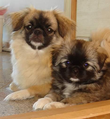 Tibetansk spaniel Khyi-mo’s Cilpa Sa-Wa - Cille og hendes datter billede 11