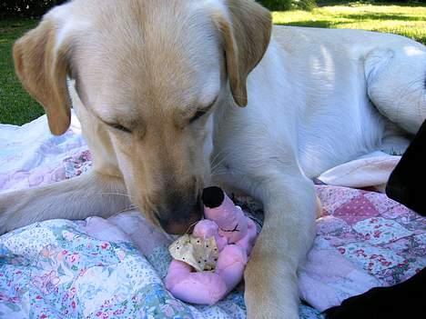 Blanding af racer Naja billede 11