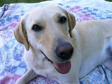 Blanding af racer Naja billede 12