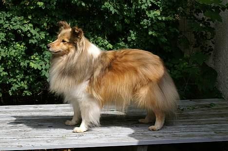 Shetland sheepdog Cassie billede 11