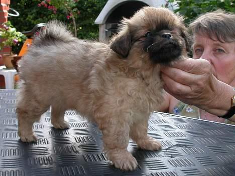 Tibetansk spaniel Khyi-Po - Khyi-po da han var 8 uger billede 9