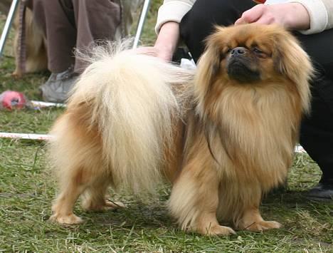 Tibetansk spaniel Khyi-Po billede 11