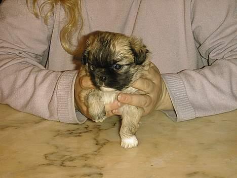 Tibetansk spaniel Khyi-mo’s Cilpa Sa-Wa - Cille da hun var 4 uger billede 12