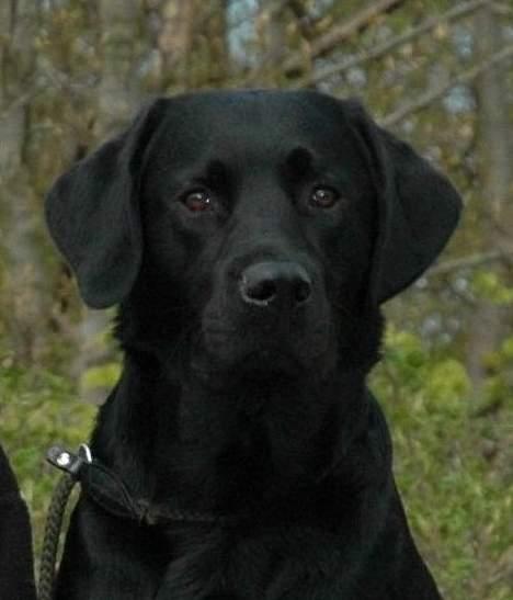 Labrador retriever Sniper - Sniper sidder opmærksomt og skuer ud over vandet. billede 14