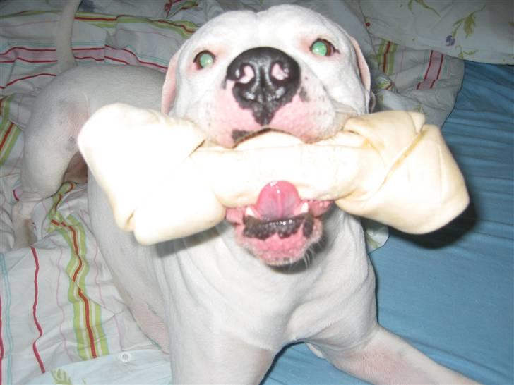 Amerikansk bulldog Gucci***død 15/6-07*** - Mums dejlig kødben billede 19