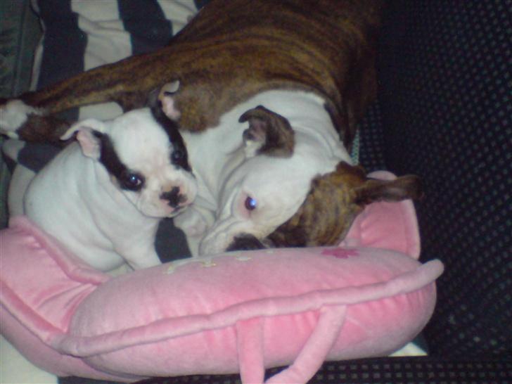Olde english bulldogge østergaards missy - mig og møffe trætte.. billede 19