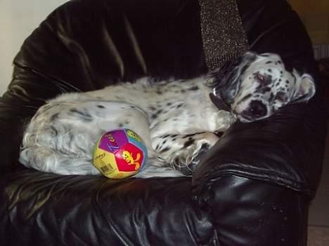 Engelsk setter Zoro - Trængte til en dejlig lur, efter en lang dag med 3 børn. billede 2