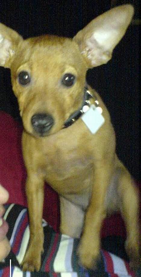 Dvaergpinscher Sylvester - "Hvad er det du  holder der mor? er det mam?" billede 15