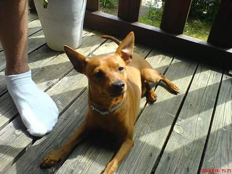 Dvaergpinscher Sylvester - Ahhh.... det er bare skønt at sole sig på terassen:) billede 16