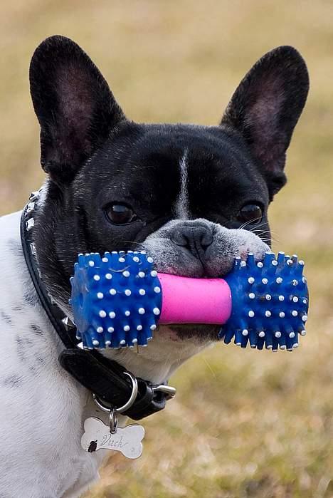 Fransk bulldog Vuck Stinkdyret - Billedet er taget af www.tosafoto.dk... Leger med lille piv... billede 1