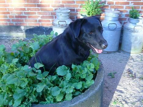 Labrador retriever Fiffy - ´ midt i mors urter , fy Fiffy d:  billede 16