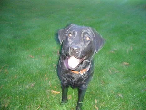 Labrador retriever Fiffy - så glad hun ser ud ?(: billede 17