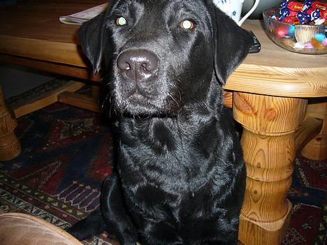 Labrador retriever Fiffy - <3  billede 18