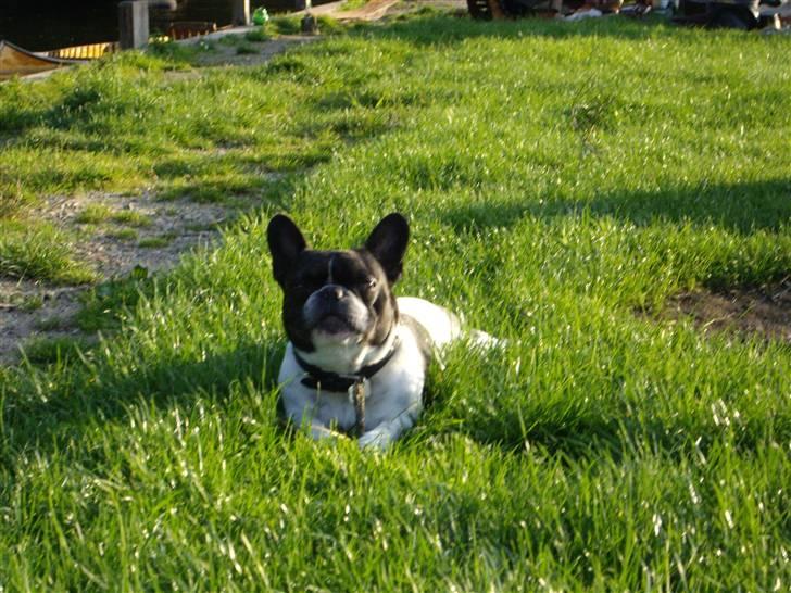 Fransk bulldog Vuck Stinkdyret billede 4