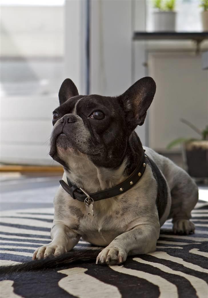 Fransk bulldog Vuck Stinkdyret billede 6