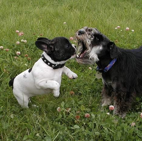 Fransk bulldog Vuck Stinkdyret - www.tosafoto.dk Tjekker lige om der er noget galt med Pepsi´s tænder.. Nope de ser fine ud... billede 7
