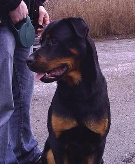 Blanding af racer Zano *RIP* billede 1