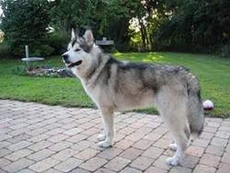 Alaskan malamute Mikkelsborgs Kido Aslan - Aslans far Balto (Aslan kommer til at ligne sin far rigtig meget) billede 8