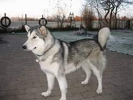 Alaskan malamute Mikkelsborgs Kido Aslan - Aslans mor jenna billede 9