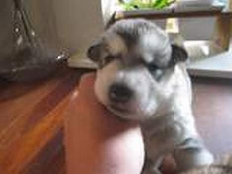 Alaskan malamute Mikkelsborgs Kido Aslan - Er bare såååå lille billede 10