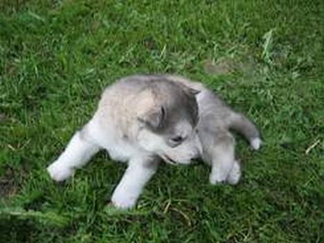 Alaskan malamute Mikkelsborgs Kido Aslan - Er bare såå glad billede 11