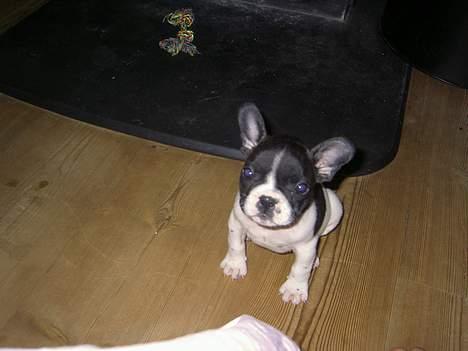 Fransk bulldog Vuck Stinkdyret - Så lille var jeg da min mor hentede mig...... jeg er da en sød lille Rottweiler er jeg ik??????+ billede 8