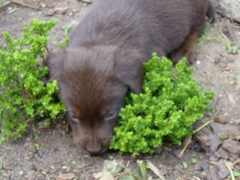 Labrador retriever King - Ja det er så mig king billede 1