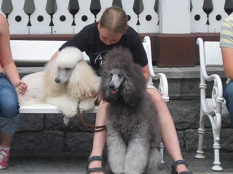 Storpuddel Nakita P.I.P. 28-7-2011 - Nakita kathie og mig i Tjekkiet vi tager lige en slapper i det varme vejr. billede 8