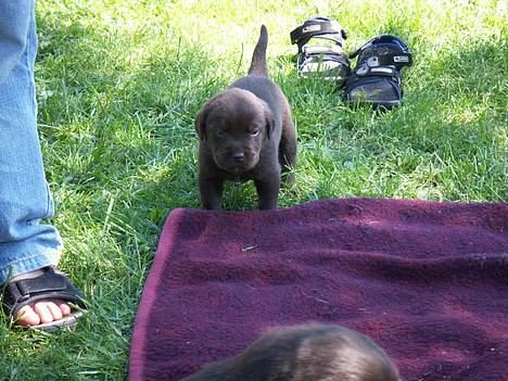 Labrador retriever King - ud i haven hos mine dyreforældre billede 2