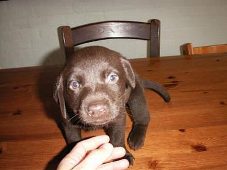 Labrador retriever King - Se jeg ikke sød ud! billede 3