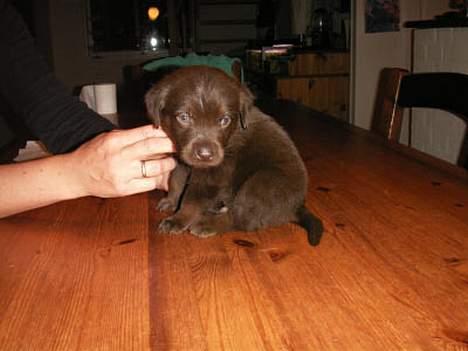 Labrador retriever King - se hvad jeg må billede 4