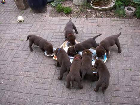 Labrador retriever King - Det her er alle mine søskene billede 5