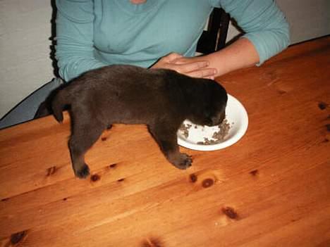 Labrador retriever King - se hvad de give mig lov til(det er fordi at jeg var den minste i kuldet) billede 6